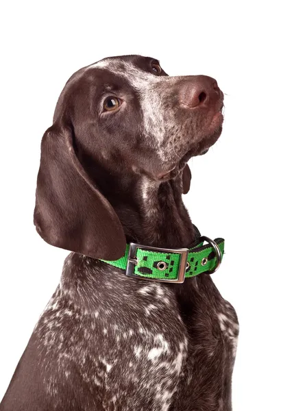 German pointer Attentively looks — Stock Photo, Image
