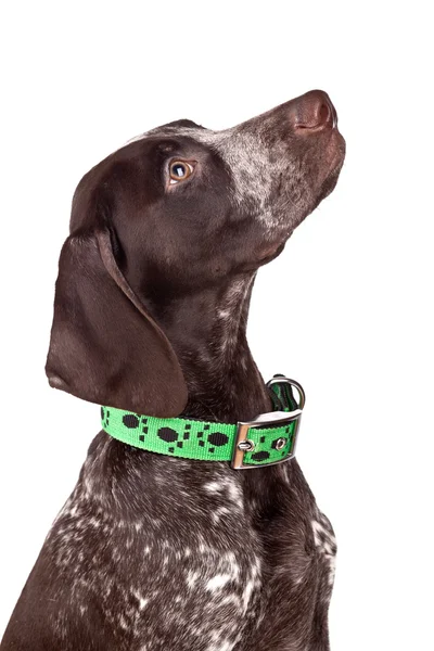 German short-haired pointer — Stock Photo, Image