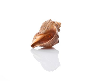 Shell on a white background clipart