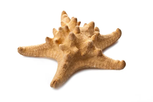 One sea star — Stock Photo, Image