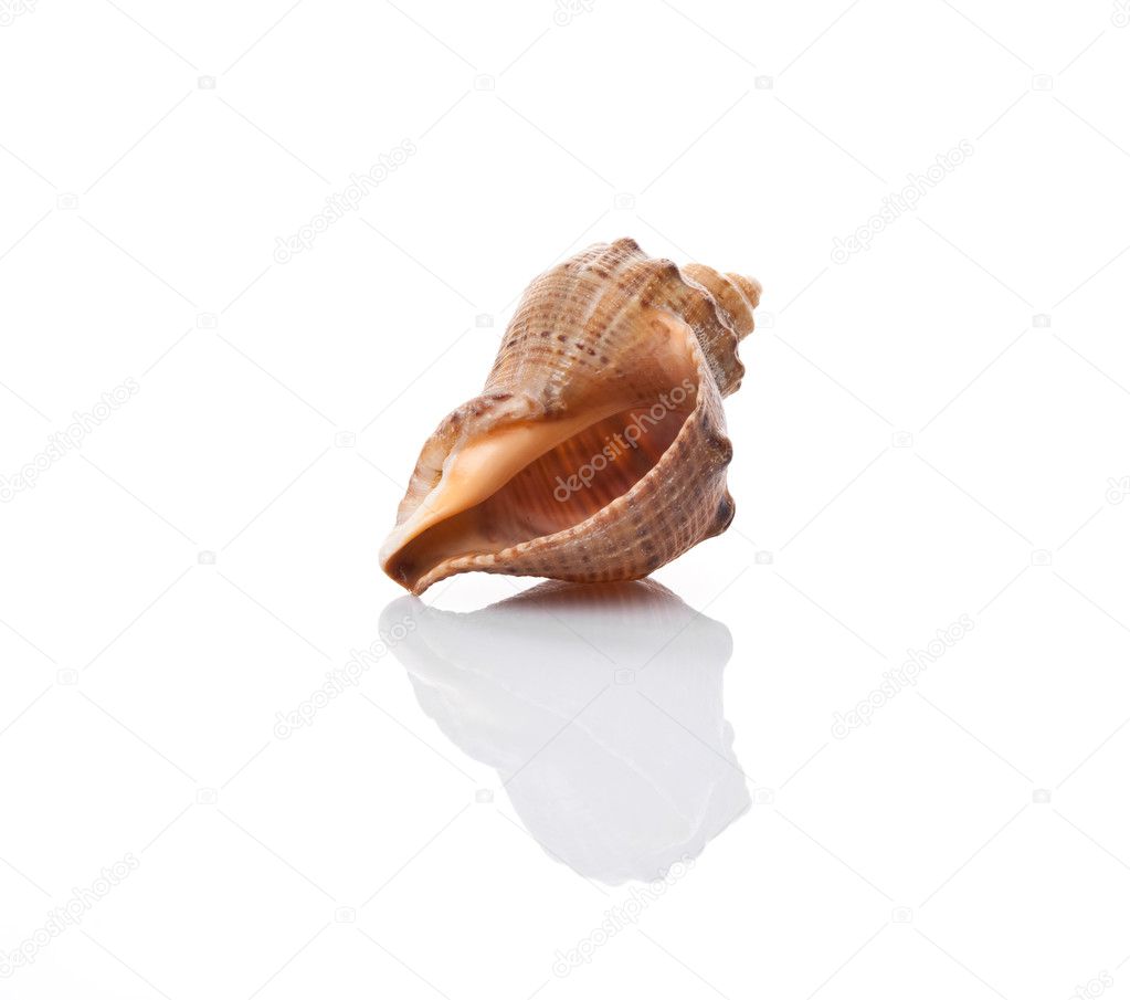 Shell on a white background