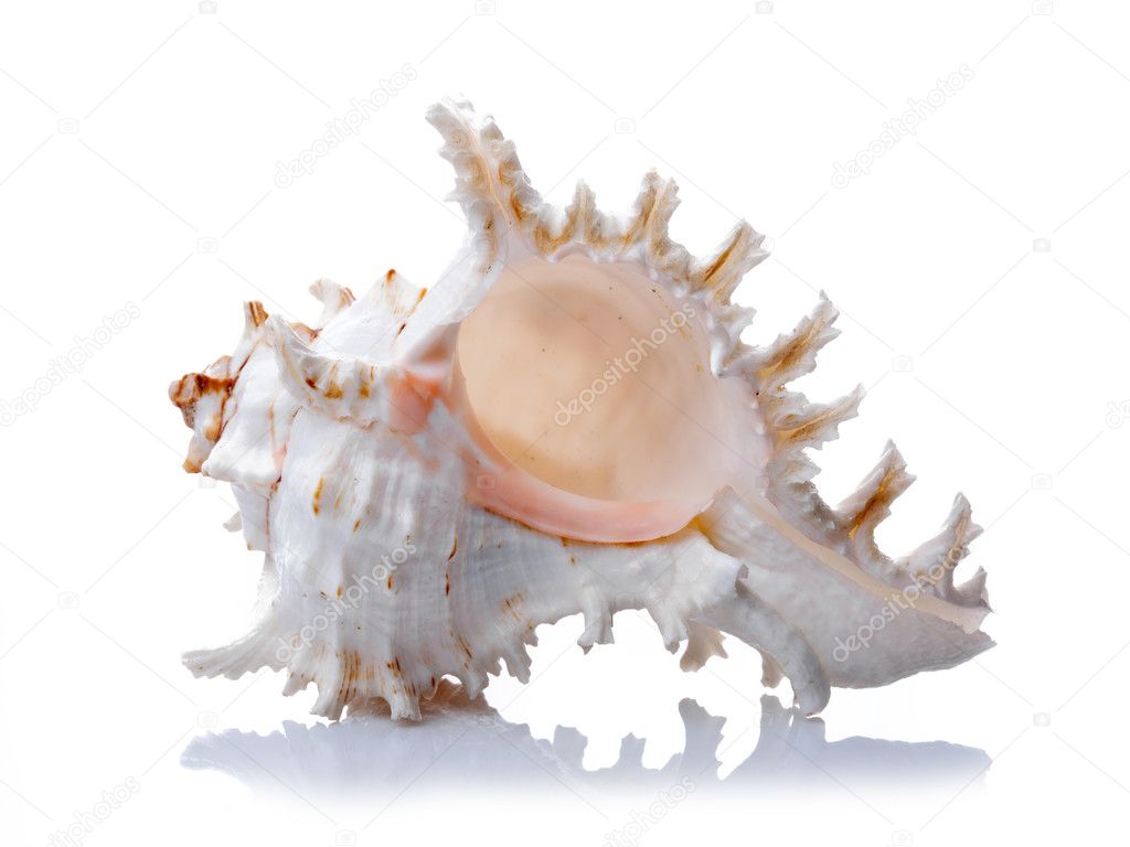 Sea shell on white