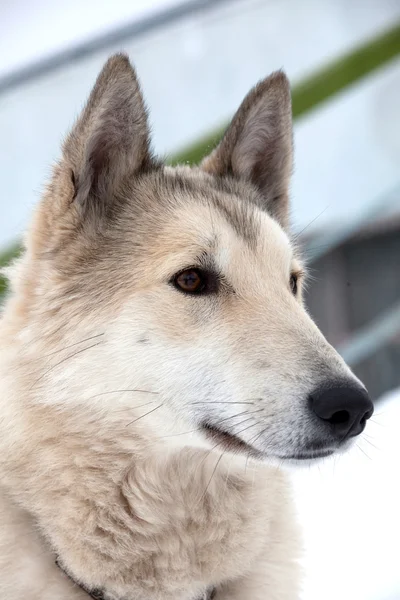 Husky hond portret — Stockfoto