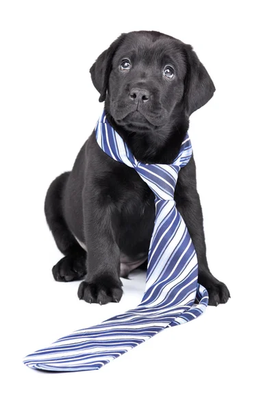 Puppy labrador in een stropdas op een wit — Stockfoto