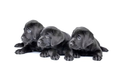 Three black lab puppies two months old. clipart