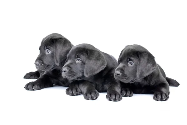 Three black lab puppies two months old. — Stock Photo, Image