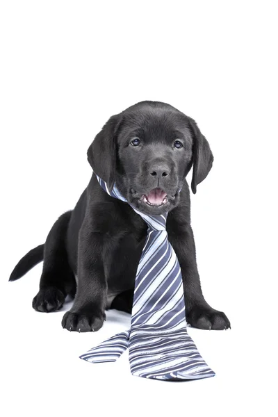 Charmante labrador chiot dans une cravate — Photo