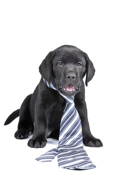 Charming puppy labrador in a nectie