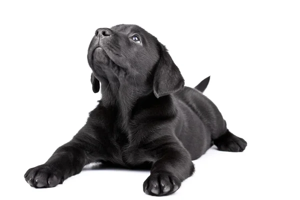 黒い実験室子犬見て上向き — ストック写真