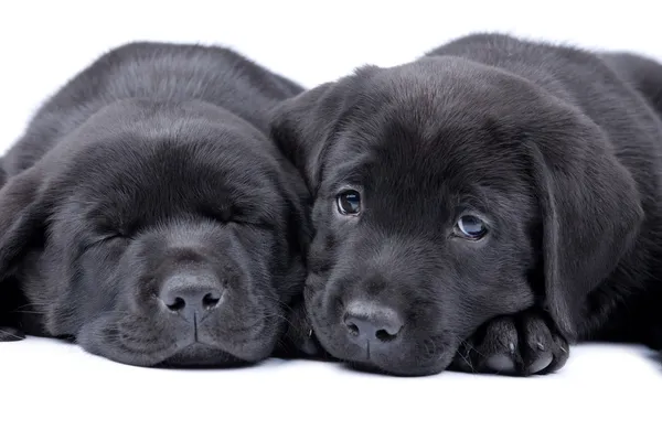Deux chiots labrador noir récupérateur — Photo