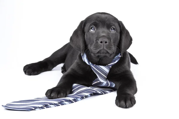 Charmante pup labrador in een stropdas — Stockfoto