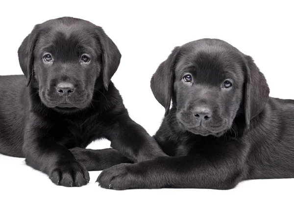 Two black labrador puppies — Stock Photo, Image