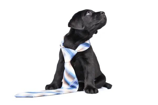 Charmanter Welpe Labrador mit Krawatte — Stockfoto