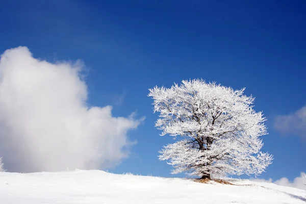 Snow Covered Tree Top Mountains Winter — Stock fotografie