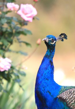 Peacock clipart