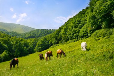 Herd of horses clipart