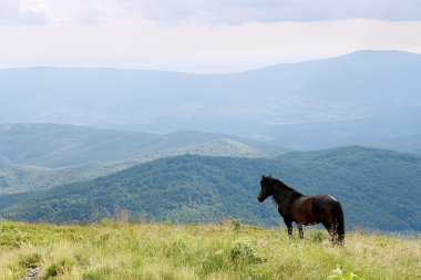 Horse in the Carpathian Mountains clipart