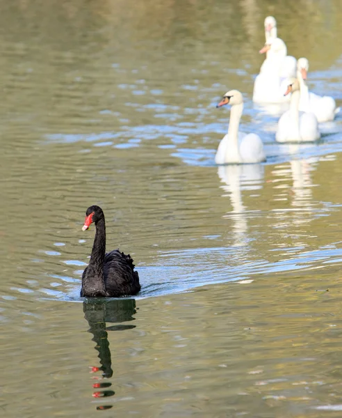 Black swan — Stock Photo, Image