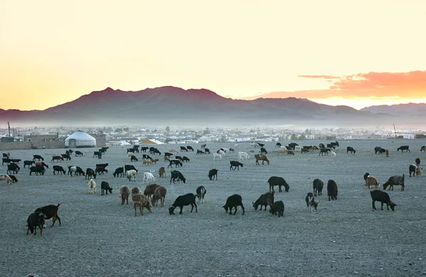 Stádo koz — Stock fotografie