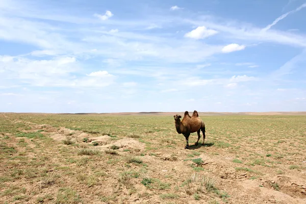 在戈壁沙漠中的骆驼 — 图库照片