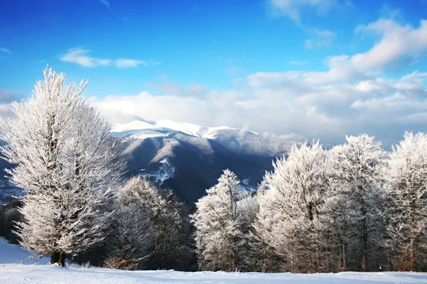 冬天风景 — 图库照片