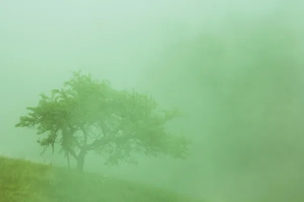 Tree in the fog — Stock Photo, Image