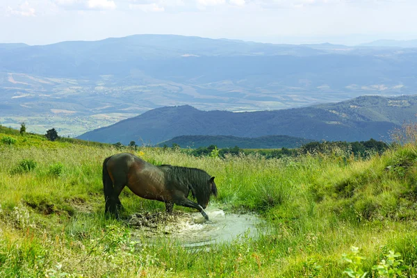 Koń w górach — Zdjęcie stockowe