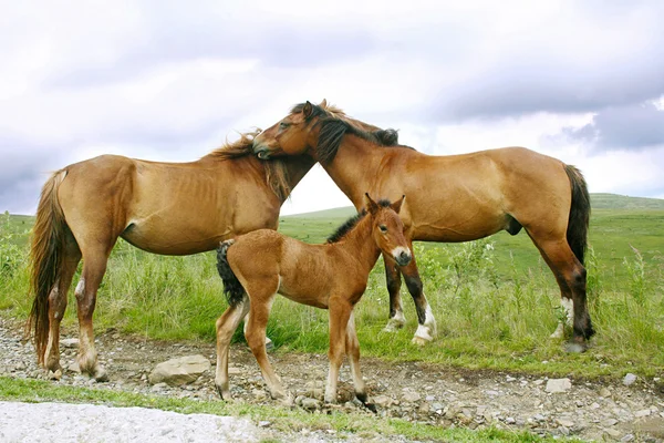 Famiglia di cavalli — Foto Stock