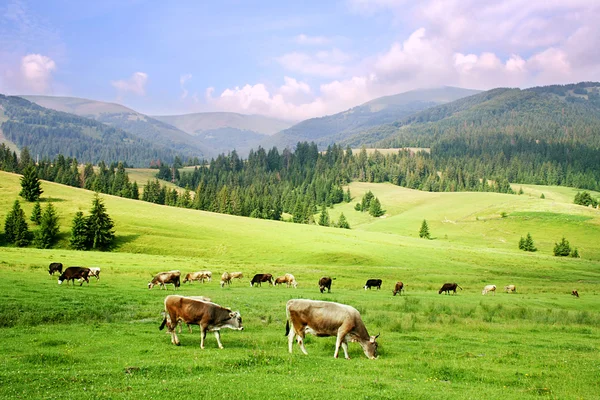Карпатские горы Лицензионные Стоковые Фото