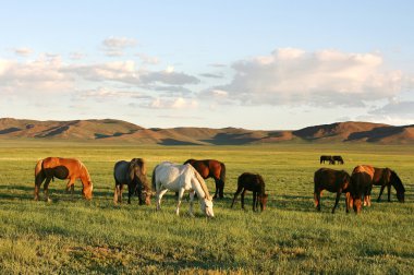 Herd of horses clipart