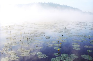 Morning fog on wild forest lake in Karel clipart