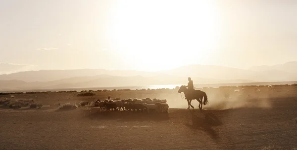 モンゴルの少年が羊の群れを運転した — ストック写真