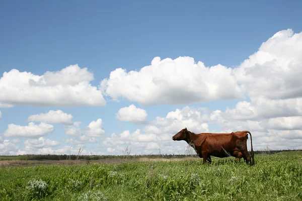Mucche nel paesaggio estivo — Foto Stock