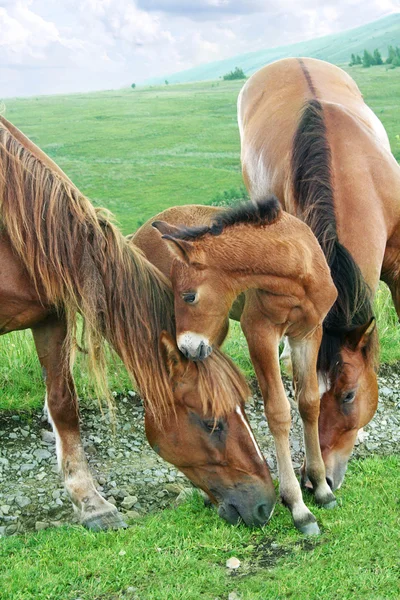 Famille de chevaux — Photo