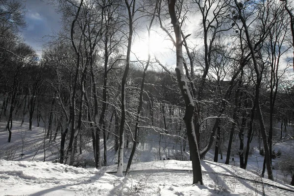 Parque de nieve de invierno —  Fotos de Stock