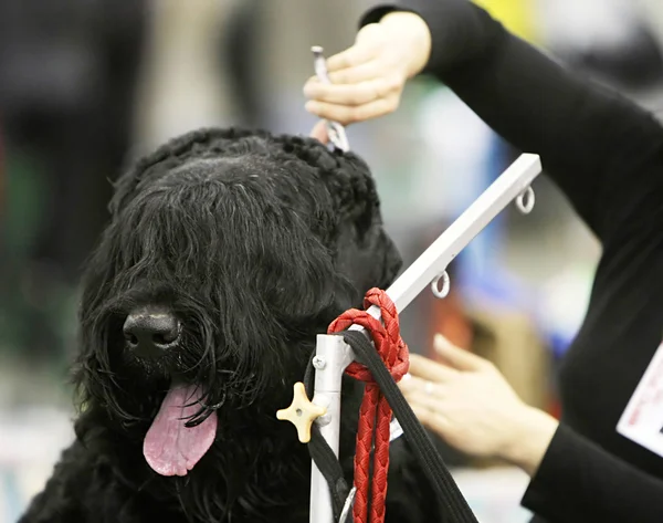 Собака в перукарні — стокове фото
