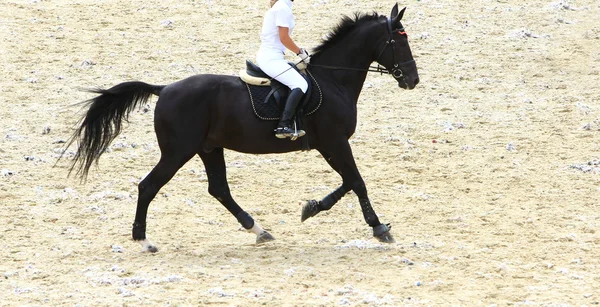 Cavallo da Dressage — Foto Stock