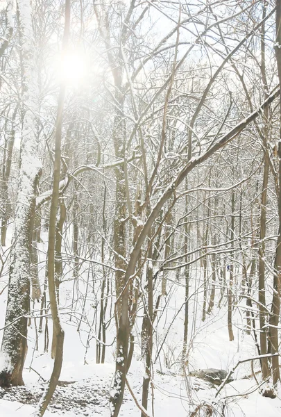 Vinter snöpark — Stockfoto