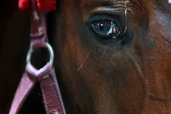 Close-up kůň — Stock fotografie