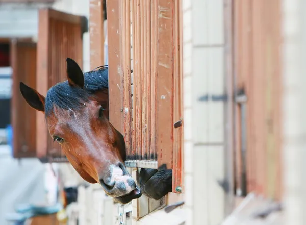 Cavalos atrás das grades — Fotografia de Stock