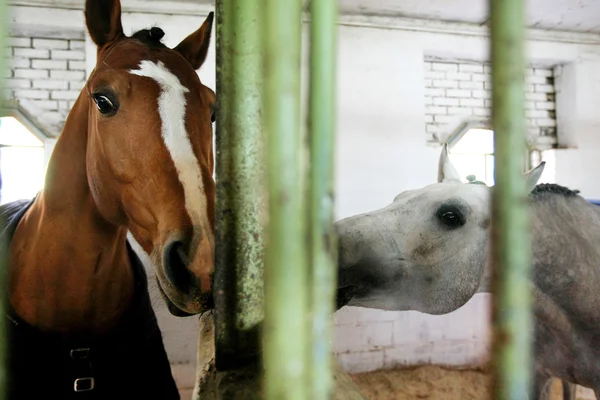 Koně za mřížemi — Stock fotografie