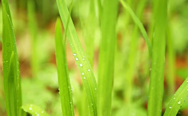 stock image Cool Spring Grass