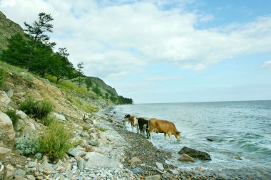 Baikal lake clipart