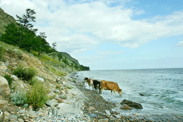 Bajkal sjön — Stockfoto