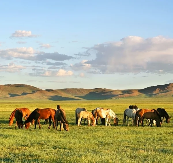 Herd of horses — Stock Photo, Image