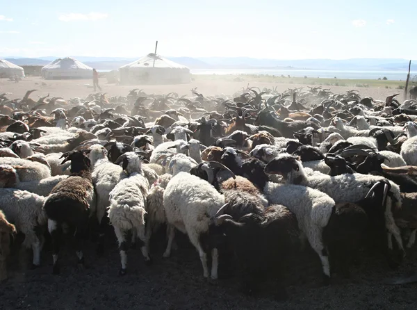 Стадо коз — стоковое фото