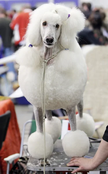 stock image Poodle