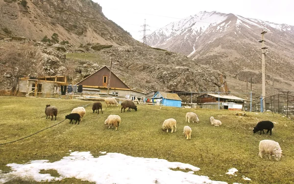 Village in Caucasus mountain — Stock Photo, Image