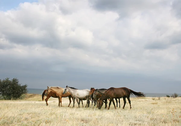 Herd of horses — Stock Photo, Image