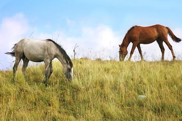 Pasące się konie — Zdjęcie stockowe
